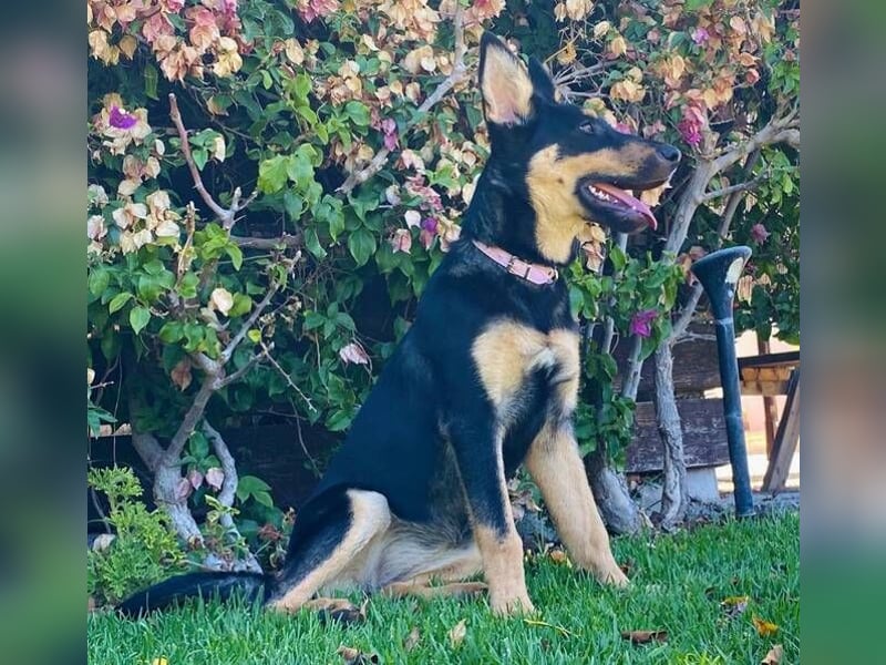 Yassi (Spanien) - wunderschöne Schäferhund-Mischlingshündin