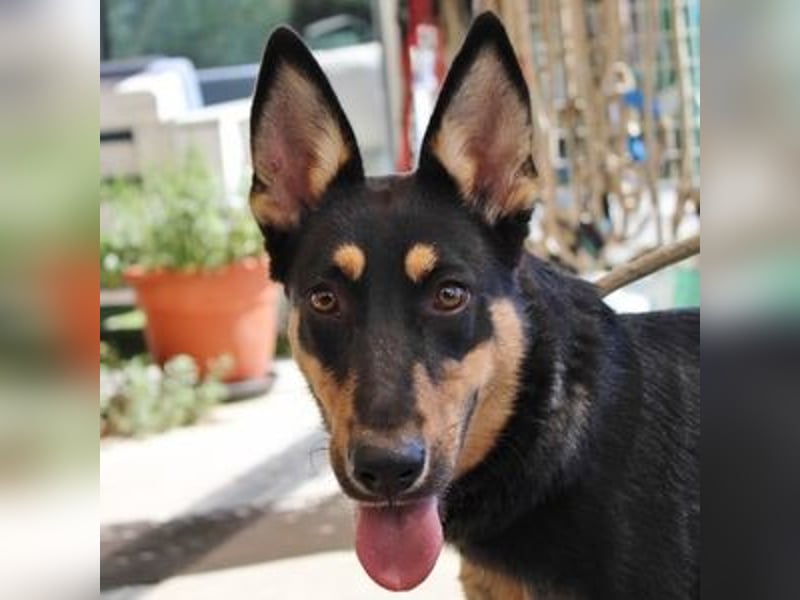 Yassi (Spanien) - wunderschöne Schäferhund-Mischlingshündin