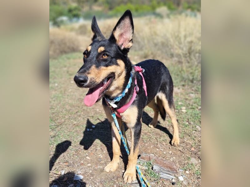 Yassi (Spanien) - wunderschöne Schäferhund-Mischlingshündin