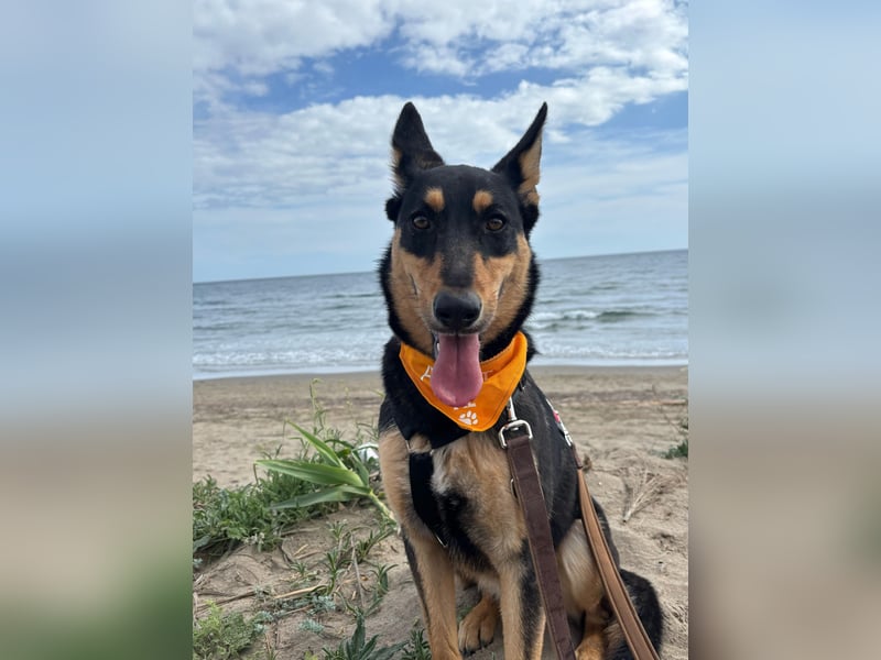 Yassi (Spanien) - wunderschöne Schäferhund-Mischlingshündin