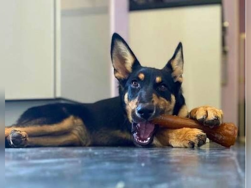 Yassi (Spanien) - wunderschöne Schäferhund-Mischlingshündin