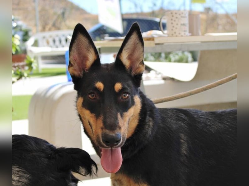 Yassi (Spanien) - wunderschöne Schäferhund-Mischlingshündin