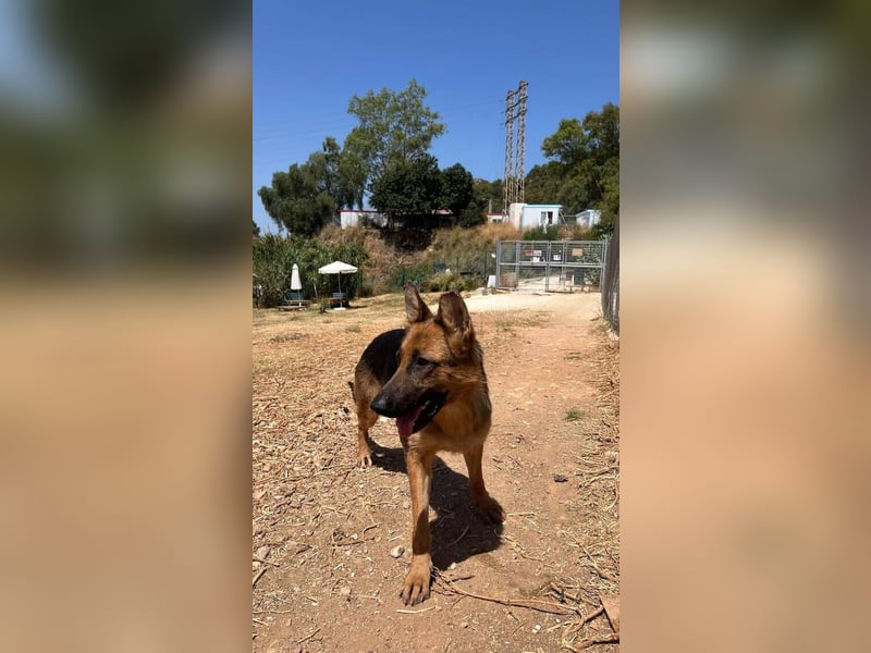 Happy (Spanien) - wunderschöne Hündin mit zarter Seele