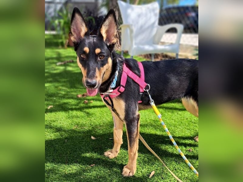 Yassi (Spanien) - wunderschöne Schäferhund-Mischlingshündin