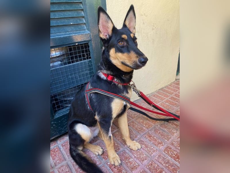 Yassi (Spanien) - wunderschöne Schäferhund-Mischlingshündin