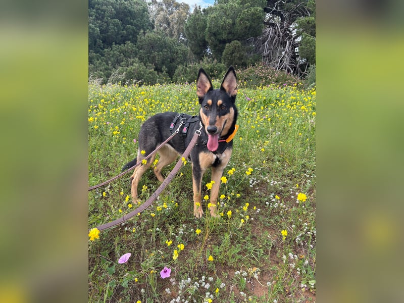 Yassi (Spanien) - wunderschöne Schäferhund-Mischlingshündin