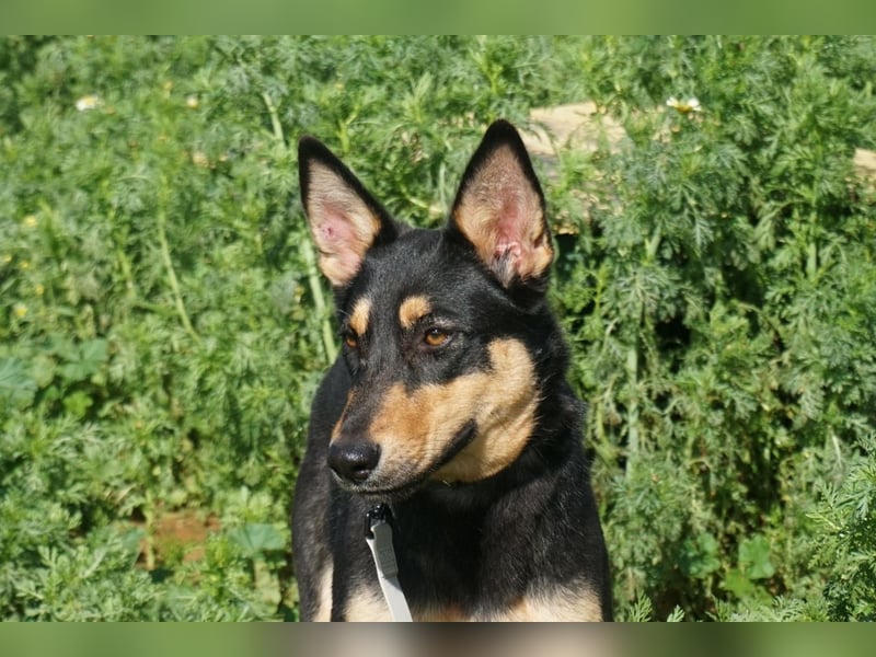 Yassi (Spanien) - wunderschöne Schäferhund-Mischlingshündin
