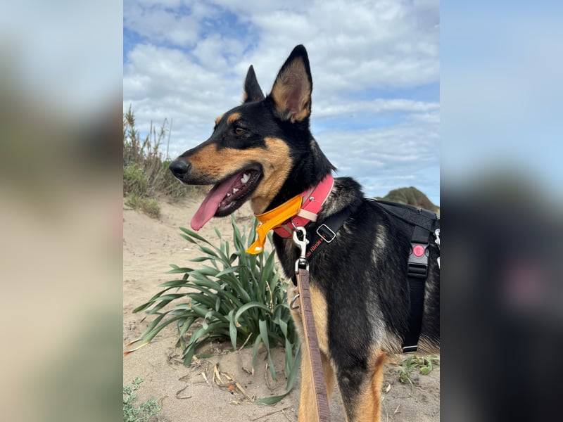 Yassi (Spanien) - wunderschöne Schäferhund-Mischlingshündin