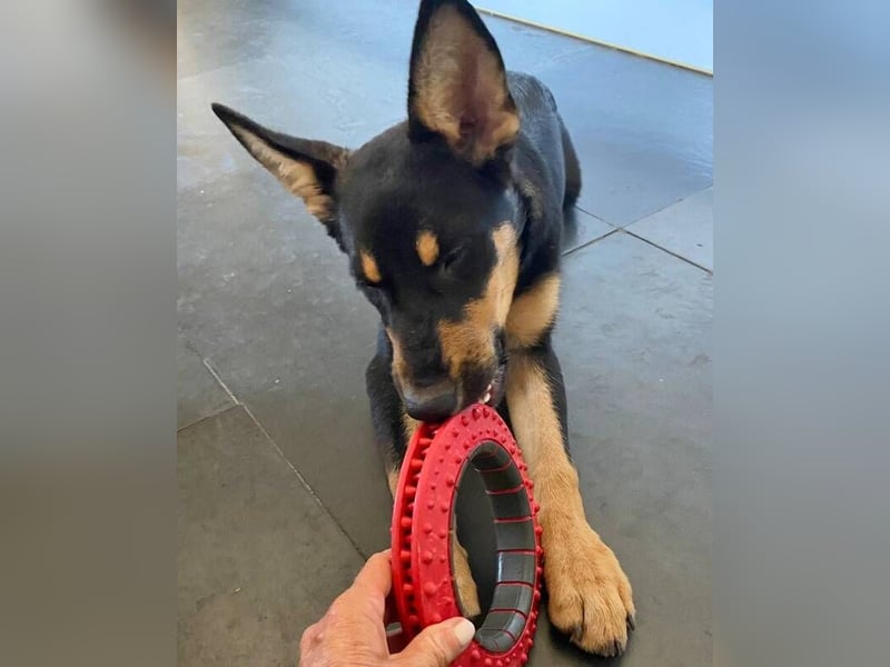 Yassi (Spanien) - wunderschöne Schäferhund-Mischlingshündin