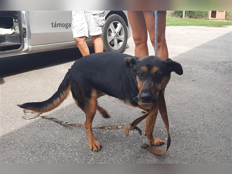 Schäferhund-Mix Vénusz, ein Dreibeinchen, hat eine bewegte Vergangenheit !