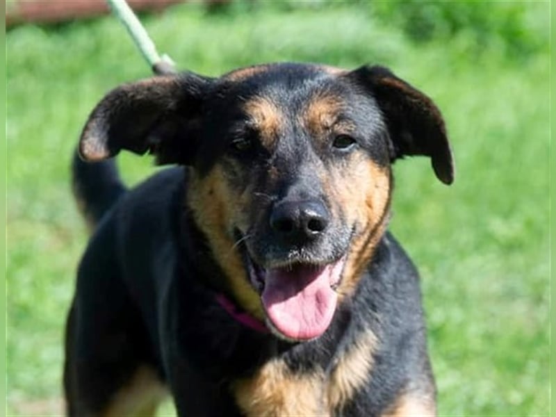Schäferhund-Mix Vénusz, ein Dreibeinchen, hat eine bewegte Vergangenheit !