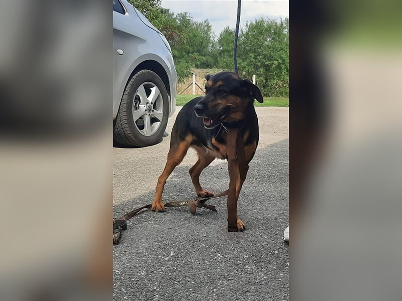 Schäferhund-Mix Vénusz, ein Dreibeinchen, hat eine bewegte Vergangenheit !