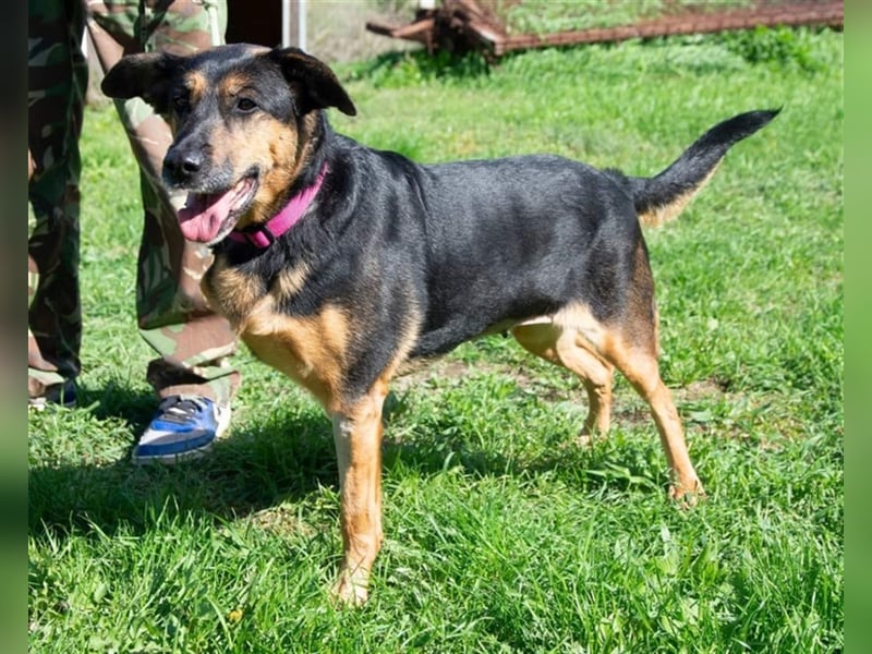 Schäferhund-Mix Vénusz, ein Dreibeinchen, hat eine bewegte Vergangenheit !