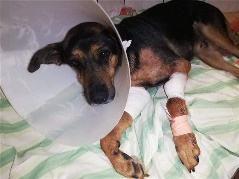 Schäferhund-Mix Vénusz, ein Dreibeinchen, hat eine bewegte Vergangenheit !