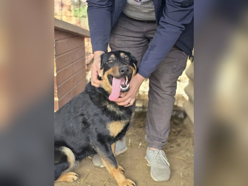 Mimi-LM, Traumhündin sucht aktive Familie