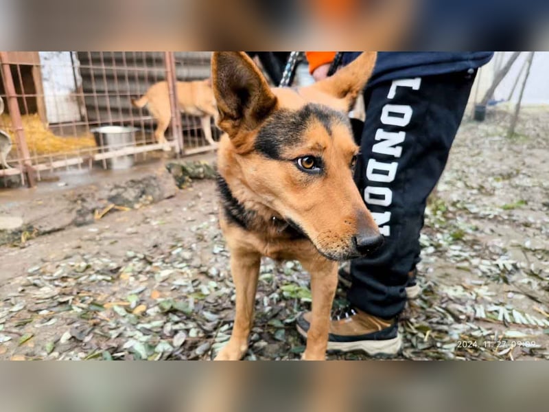 Lena 2 LM – kluge und aktive Hündin sucht ein Zuhause mit Herz und Verstand