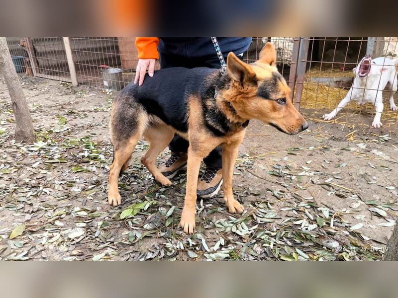 Lena 2 LM – kluge und aktive Hündin sucht ein Zuhause mit Herz und Verstand