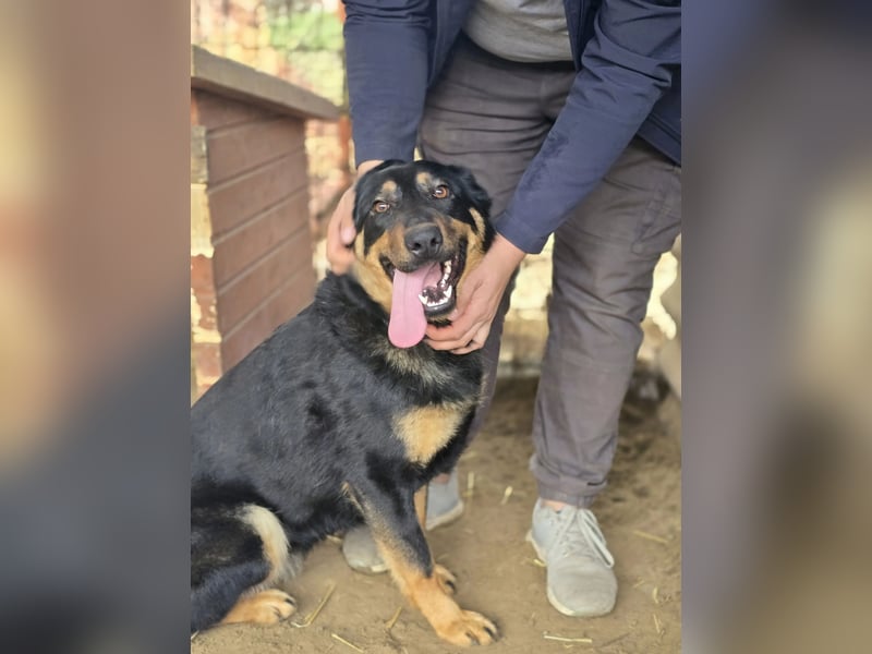 Mimi-LM, Traumhündin sucht aktive Familie