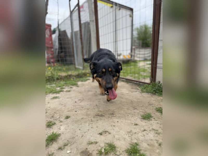 Mimi-LM, Traumhündin sucht aktive Familie