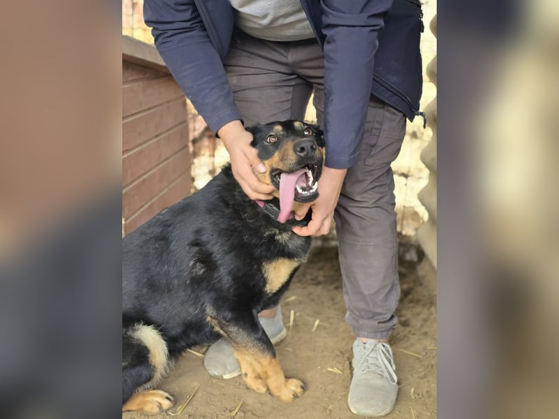 Mimi-LM, Traumhündin sucht aktive Familie