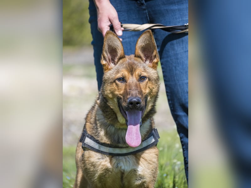 Bella2 SI – Aktive Hündin sucht forderndes Zuhause