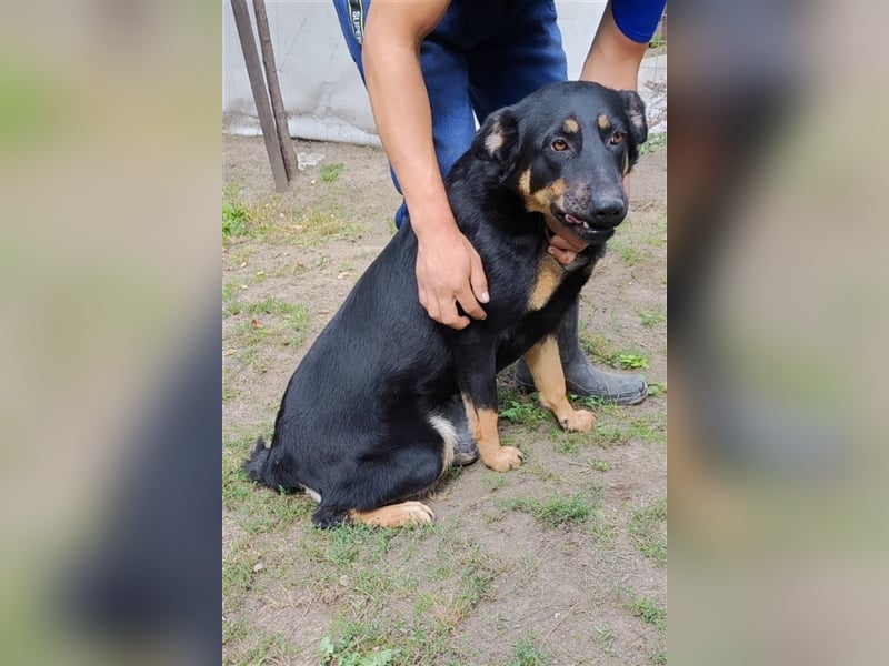 Mimi-LM, Traumhündin sucht aktive Familie