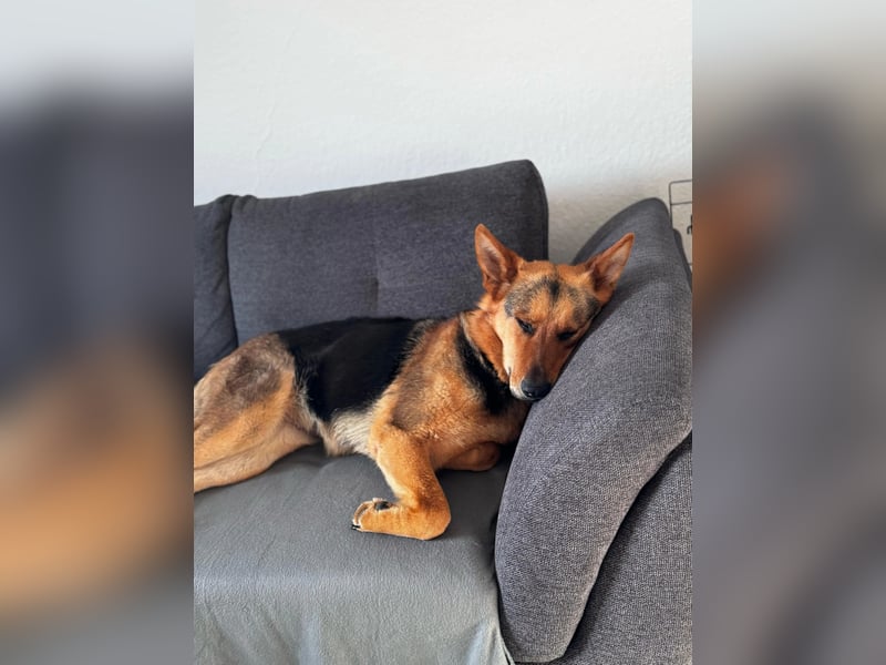 Lena 2 LM – kluge und aktive Hündin sucht ein Zuhause mit Herz und Verstand
