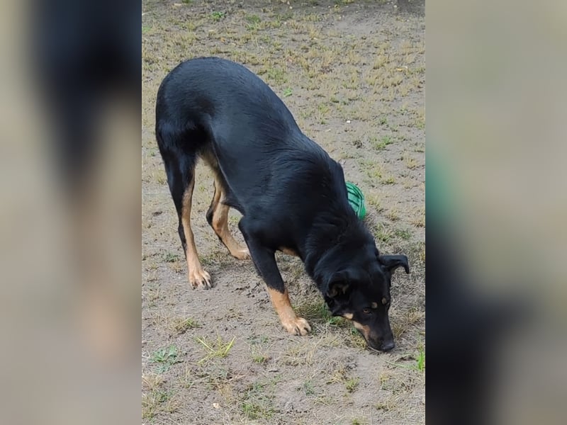 Mimi-LM, Traumhündin sucht aktive Familie
