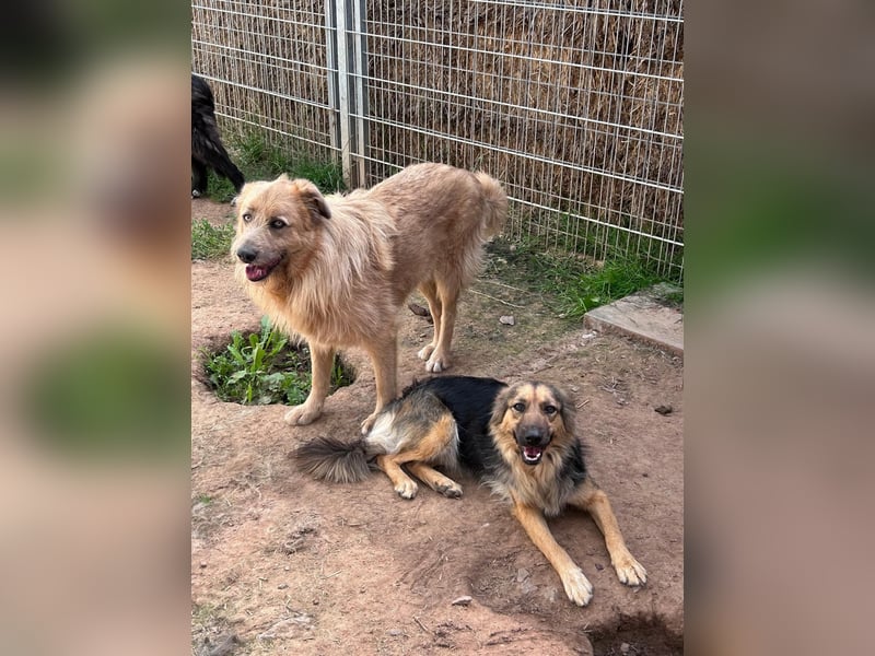 Lissi sucht ein Zuhause mit Herz, Platz und Abenteuer