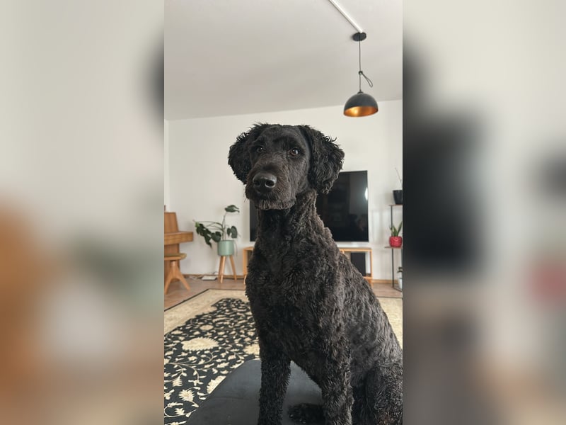 Deckrüde für unsere Shepadoodle-Hündin