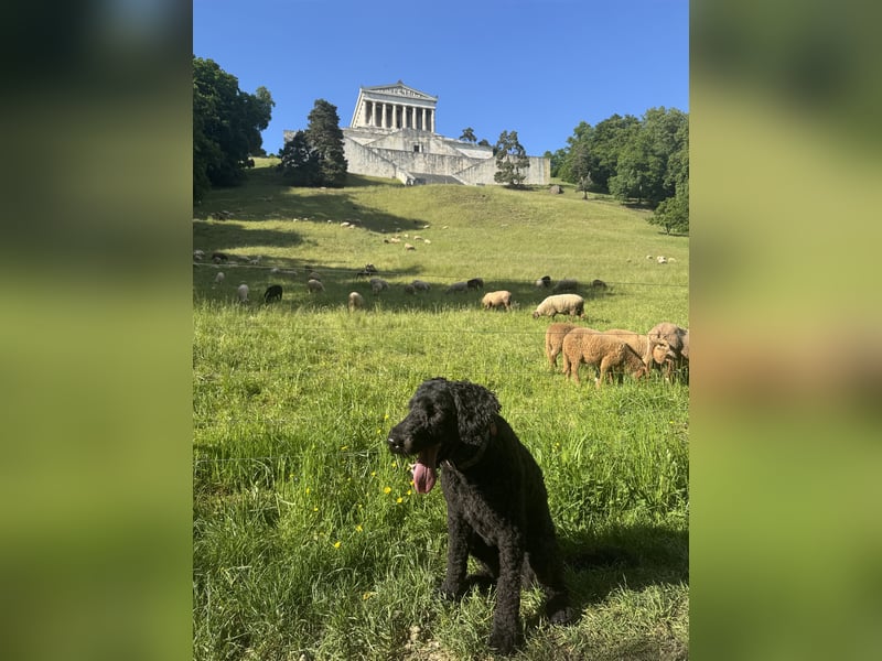 Deckrüde für unsere Shepadoodle-Hündin