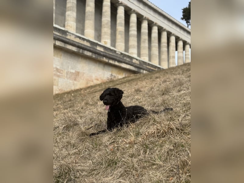 Deckrüde für unsere Shepadoodle-Hündin