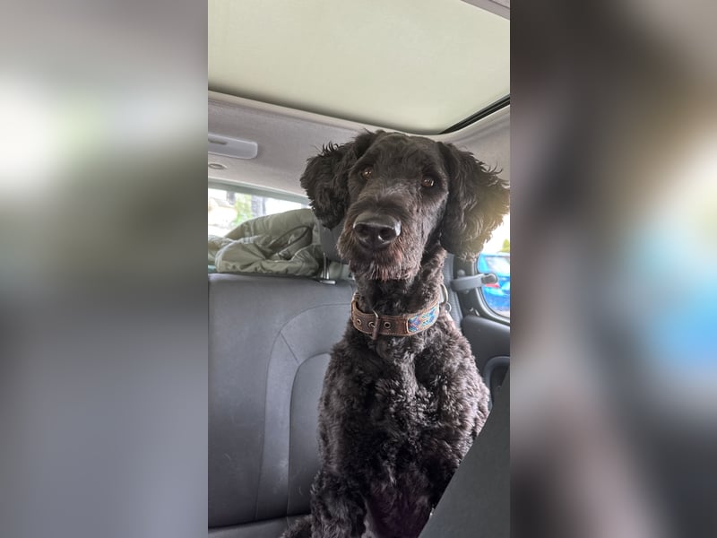 Deckrüde für unsere Shepadoodle-Hündin