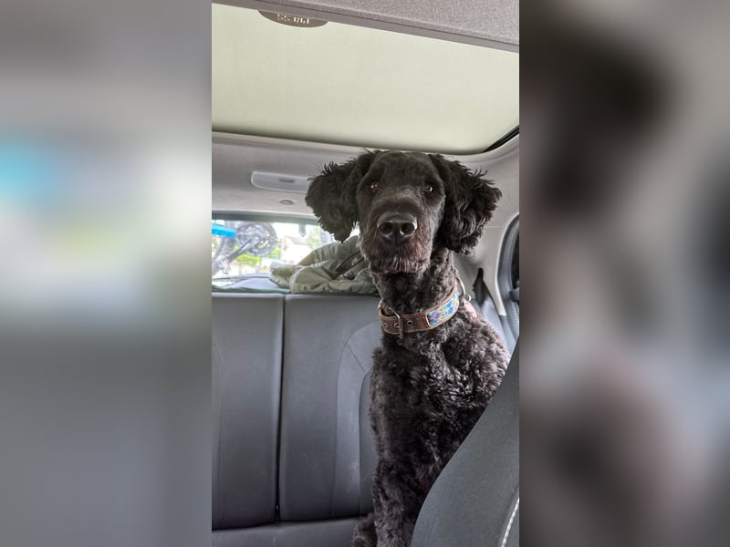 Deckrüde für unsere Shepadoodle-Hündin
