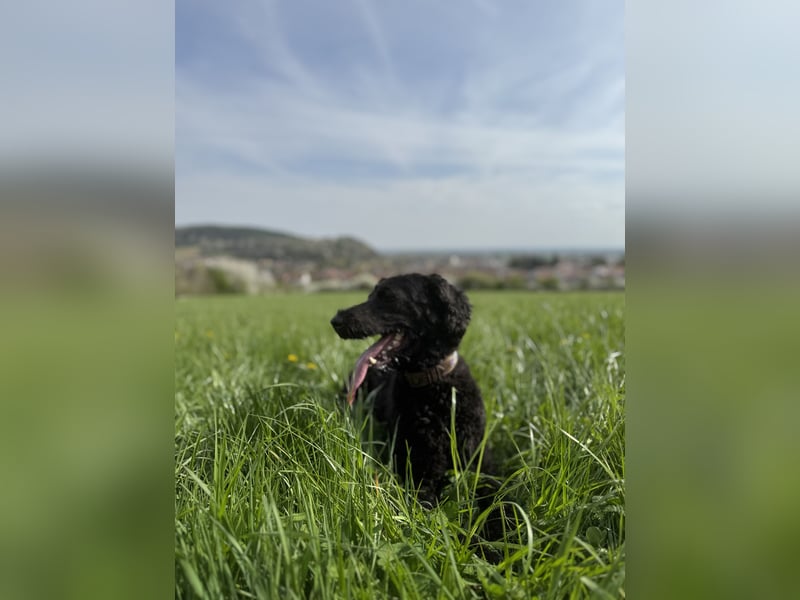 Deckrüde für unsere Shepadoodle-Hündin