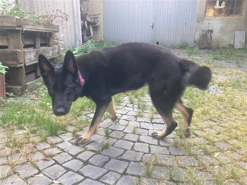 Rosi