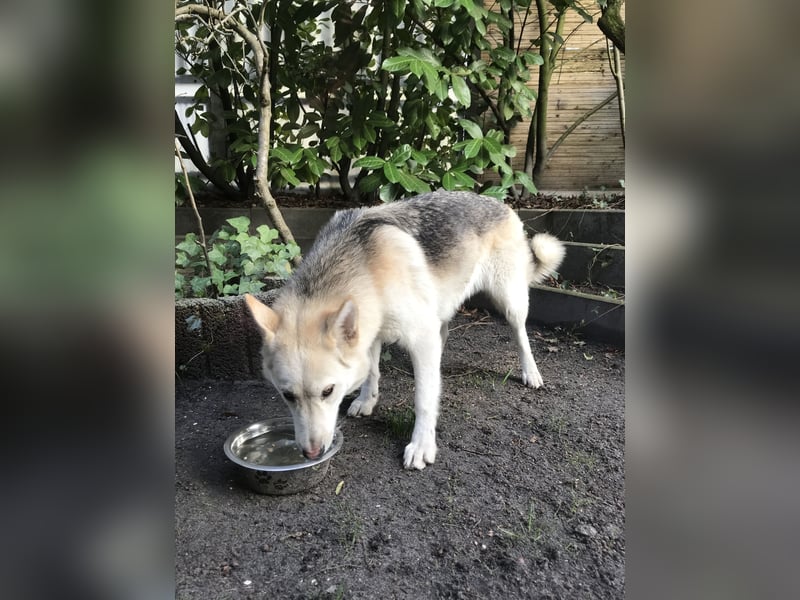 Siberian Husky Schäferhund mix Mischling Wurf Hündin Junghund