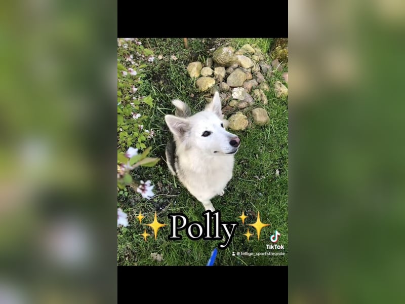 Siberian Husky Schäferhund mix Mischling Wurf Hündin Junghund