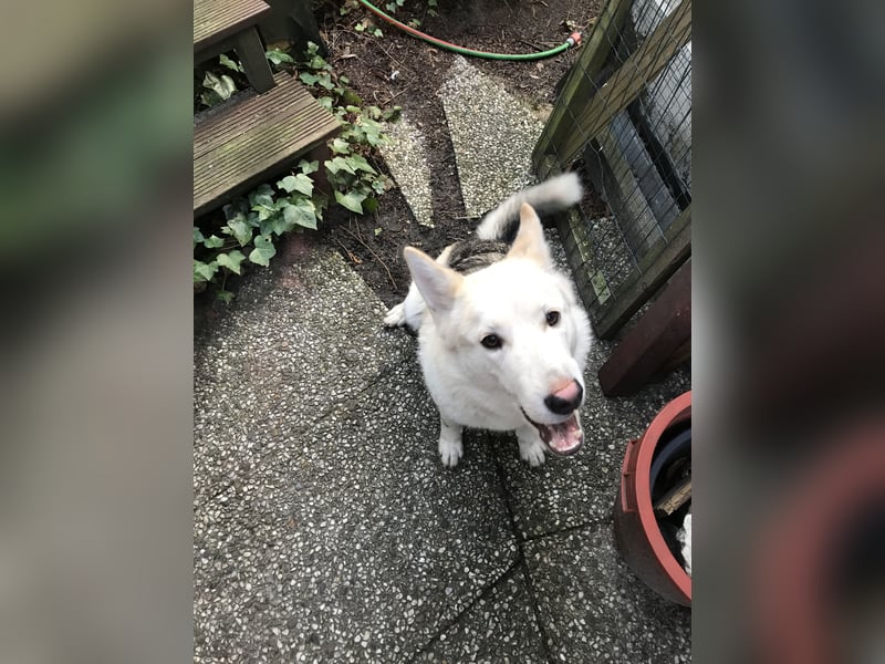 Siberian Husky Schäferhund mix Mischling Wurf Hündin Junghund