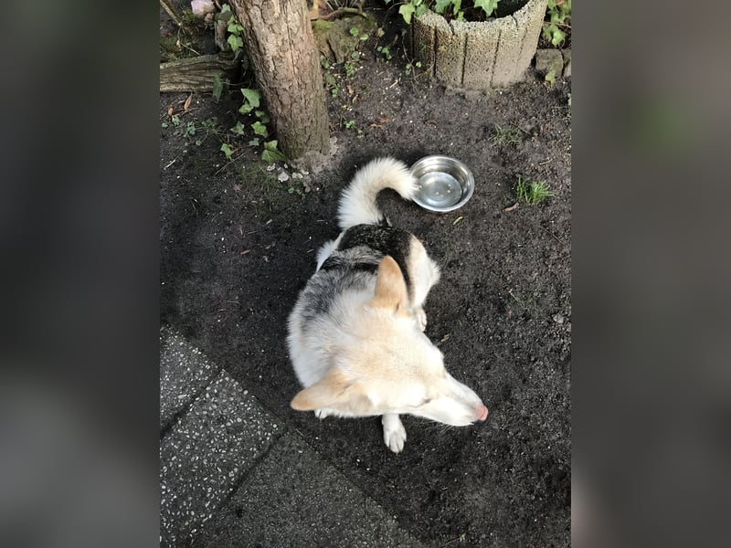 Siberian Husky Schäferhund mix Mischling Wurf Hündin Junghund