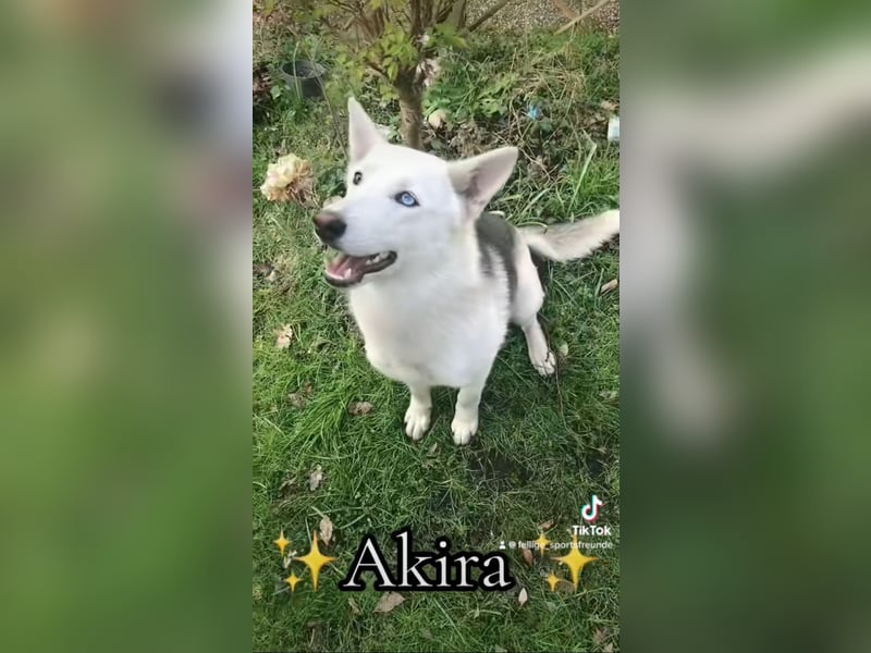 Siberian Husky Schäferhund mix Mischling Wurf Hündin Junghund