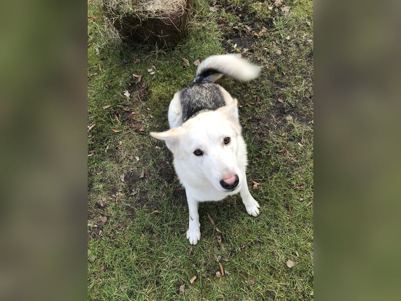 Siberian Husky Schäferhund mix Mischling Wurf Hündin Junghund