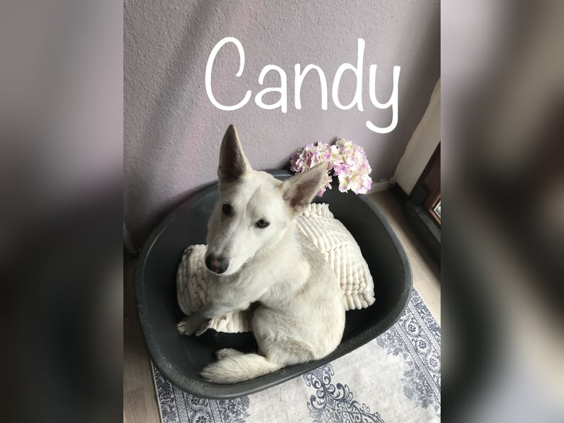 Siberian Husky Schäferhund mix Mischling Wurf Hündin Junghund