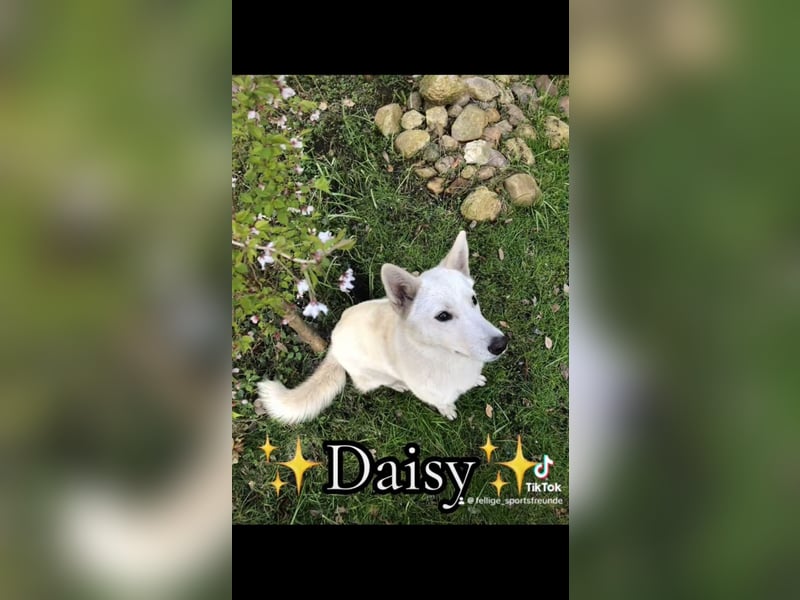 Siberian Husky Schäferhund mix Mischling Wurf Hündin Junghund