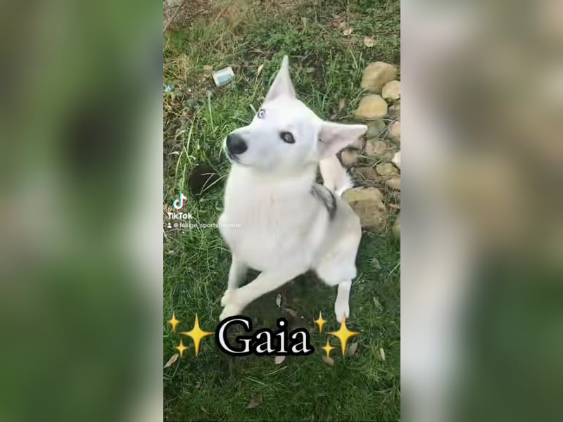 Siberian Husky Schäferhund mix Mischling Wurf Hündin Junghund