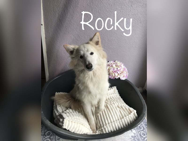 Siberian Husky Schäferhund mix Mischling Wurf Hündin Junghund