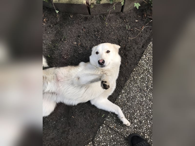 Siberian Husky Schäferhund mix Mischling Wurf Hündin Junghund