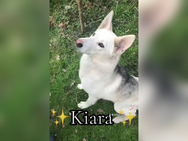 Siberian Husky Schäferhund mix Mischling Wurf Hündin Junghund