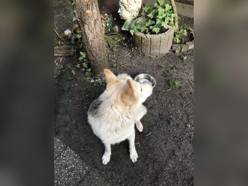 Siberian Husky Schäferhund mix Mischling Wurf Hündin Junghund