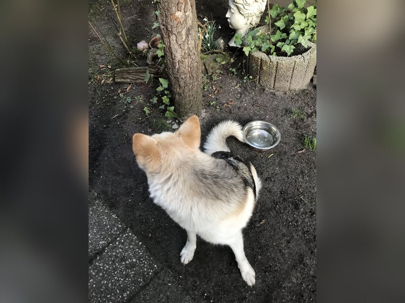Siberian Husky Schäferhund mix Mischling Wurf Hündin Junghund